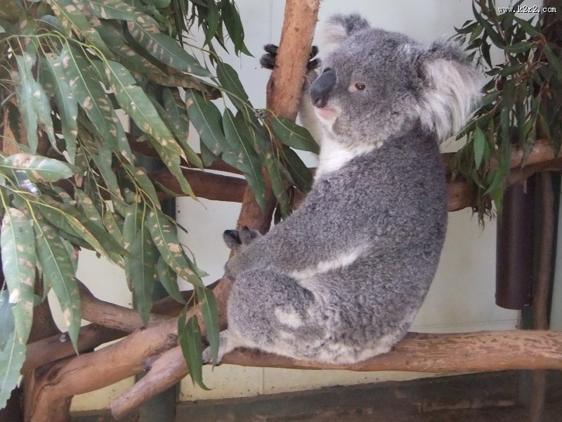 呆萌可爱的考拉图片