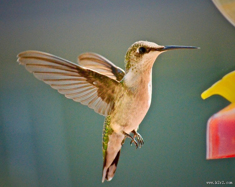 体态娇小的蜂鸟图片