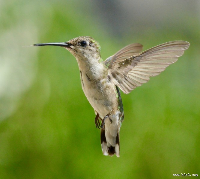 体态娇小的蜂鸟图片