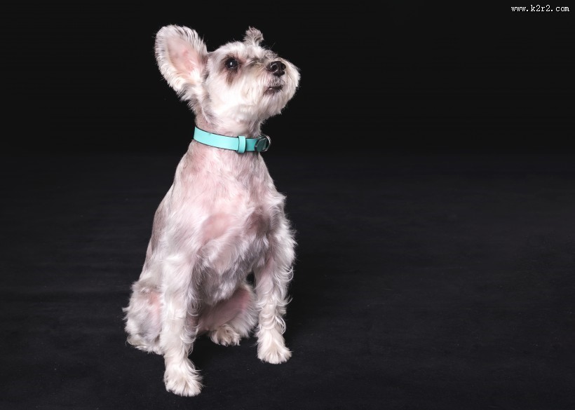 可爱的雪纳瑞图片