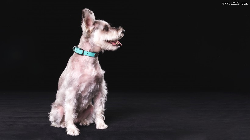 可爱的雪纳瑞图片