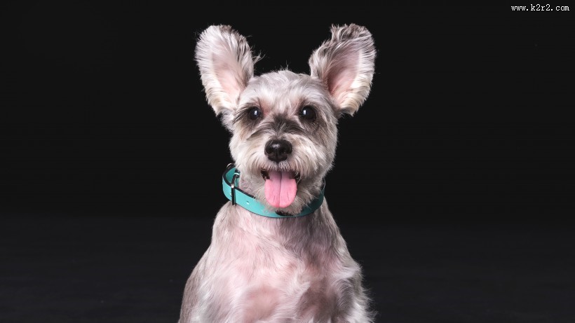 可爱的雪纳瑞图片