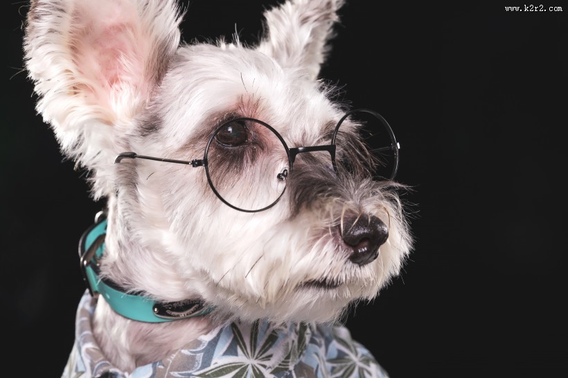 可爱的雪纳瑞图片