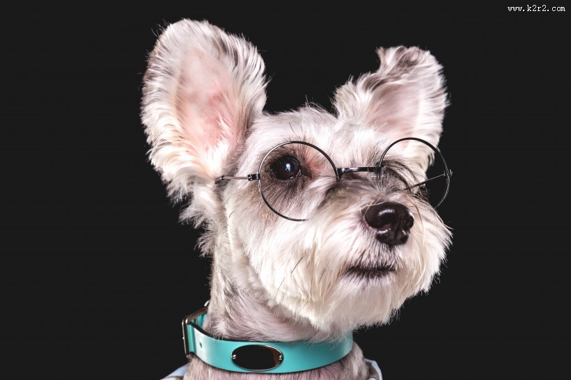 可爱的雪纳瑞图片