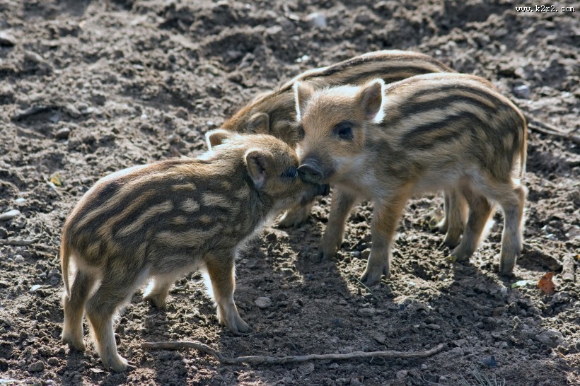 可爱的小野猪图片大全