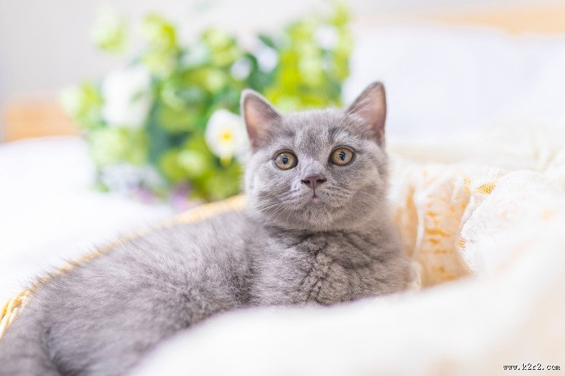 可爱灰色小猫图片