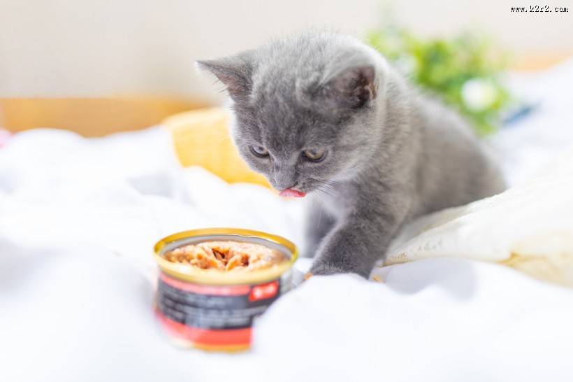 可爱灰色小猫图片