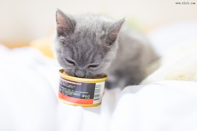 可爱灰色小猫图片