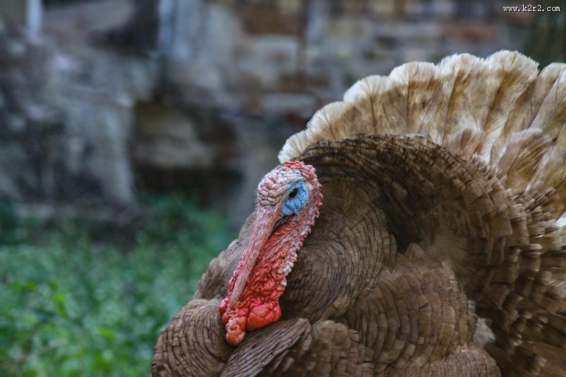 拥有金属光泽羽毛的火鸡图片大全