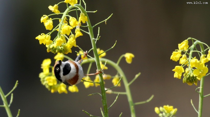 花间的红头长尾山雀图片