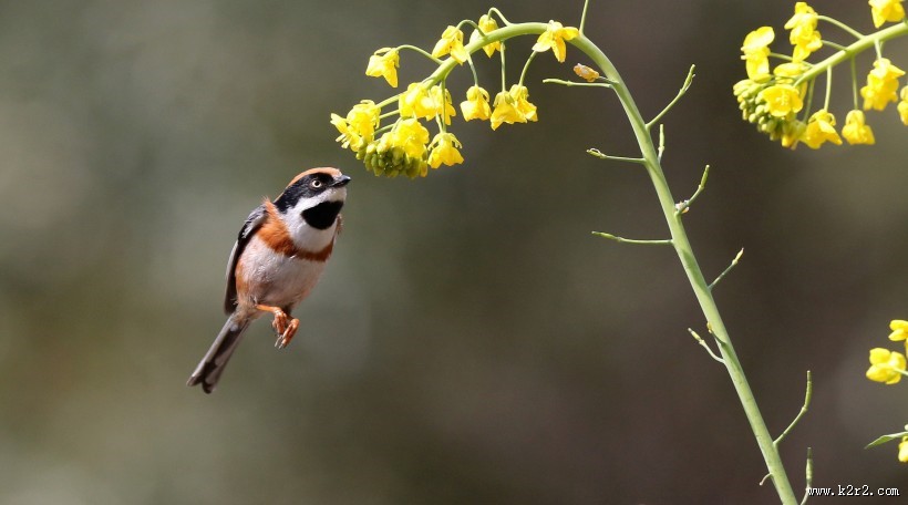 花间的红头长尾山雀图片