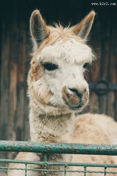 丑萌可爱的羊驼图片
