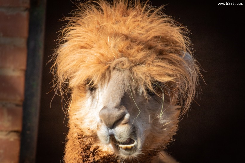 丑萌可爱的羊驼图片