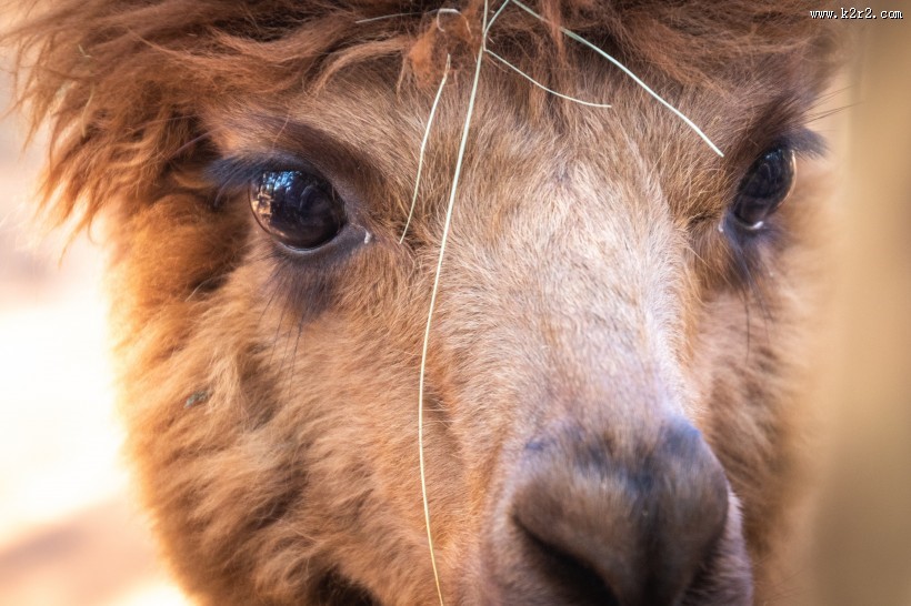 丑萌可爱的羊驼图片