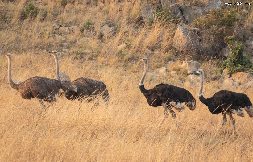 草原上的鸵鸟图片