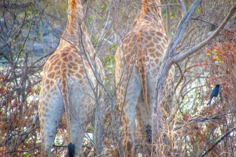 呆萌的长颈鹿图片