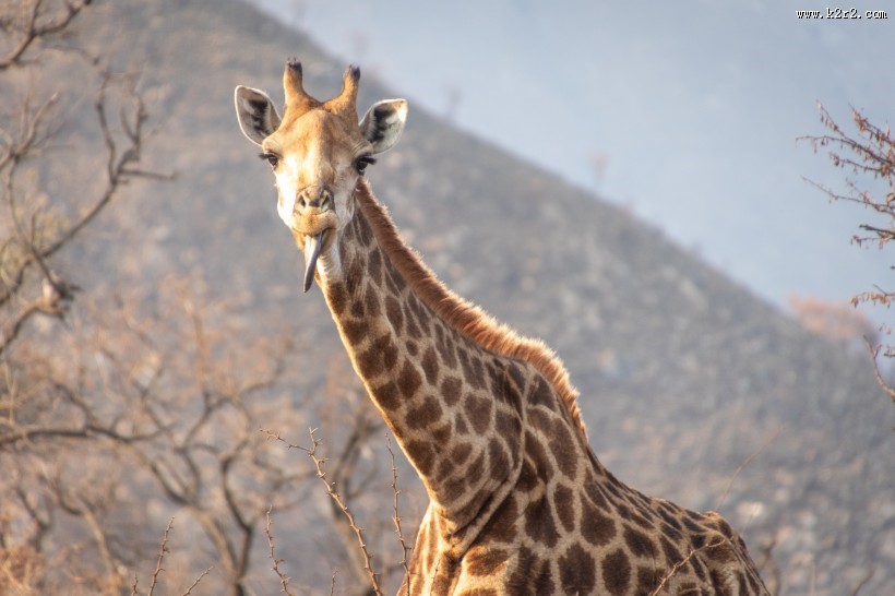 呆萌的长颈鹿图片