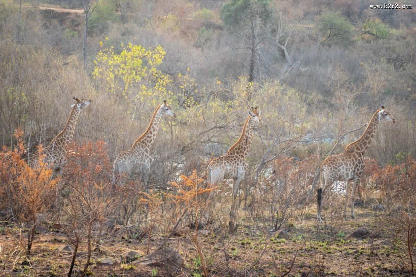 呆萌的长颈鹿图片