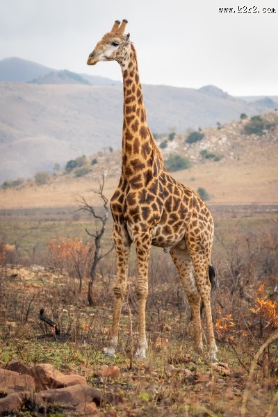 呆萌的长颈鹿图片