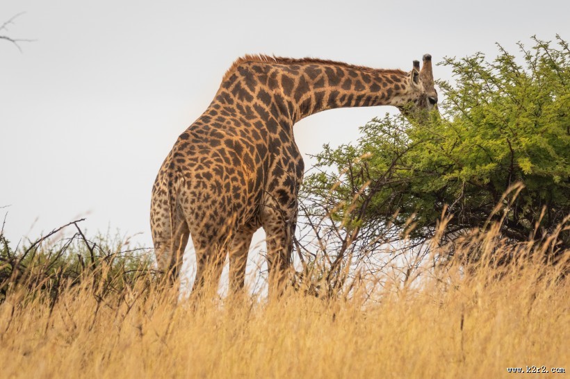 呆萌的长颈鹿图片