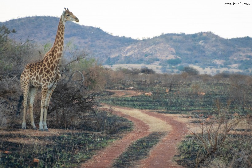 呆萌的长颈鹿图片