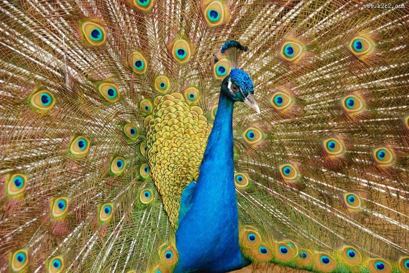 雄孔雀开屏图片