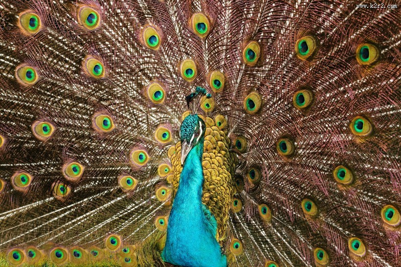 雄孔雀开屏图片