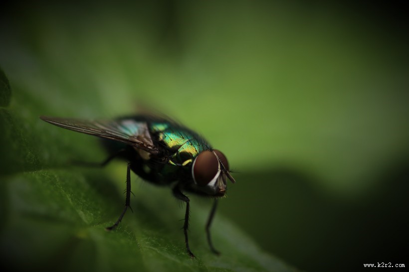苍蝇微距摄影图片