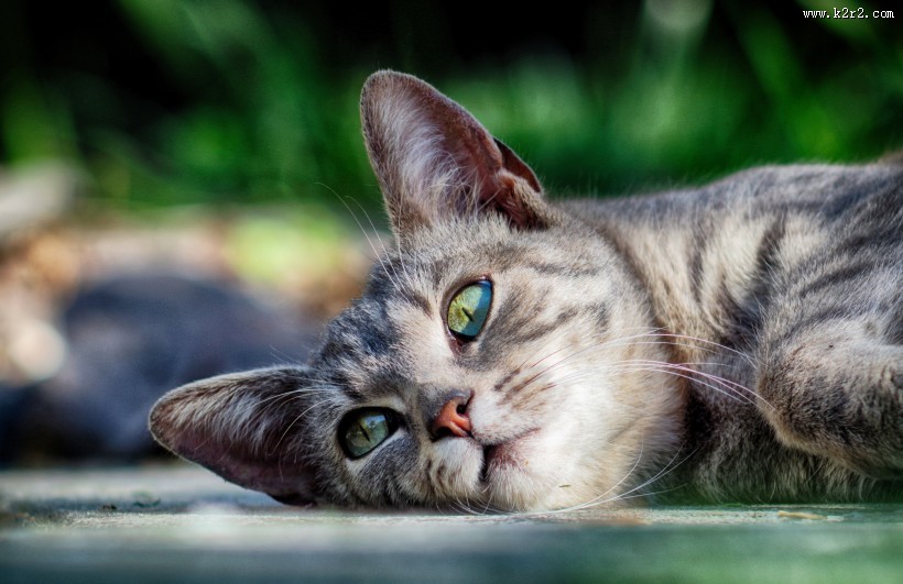 可爱灰色小猫图片