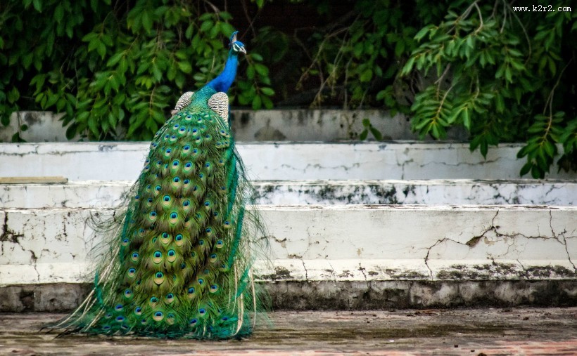 一只色彩艳丽的孔雀图片