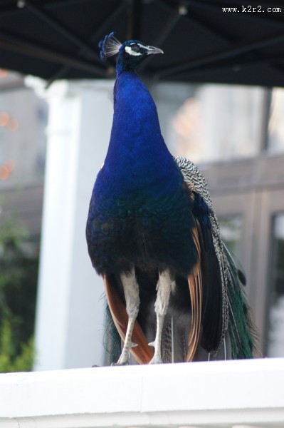 一只色彩艳丽的孔雀图片