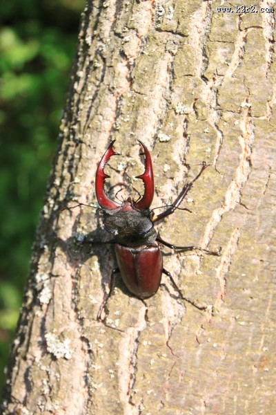 强壮的雄鹿甲虫图片大全
