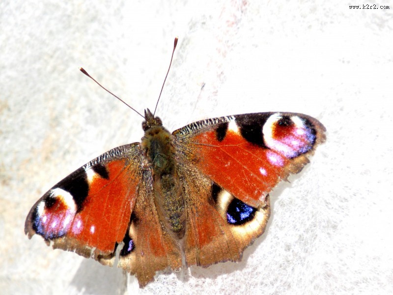 漂亮的孔雀蝴蝶图片大全