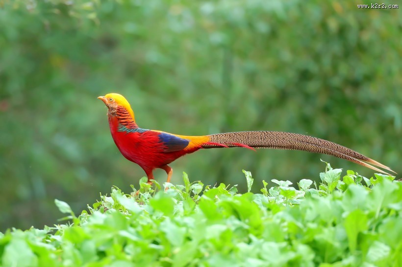 光彩夺目的红腹锦鸡图片