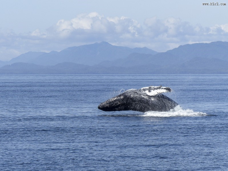 跃出水面的鲸图片