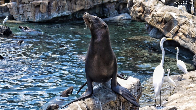 一只可爱的海狮图片