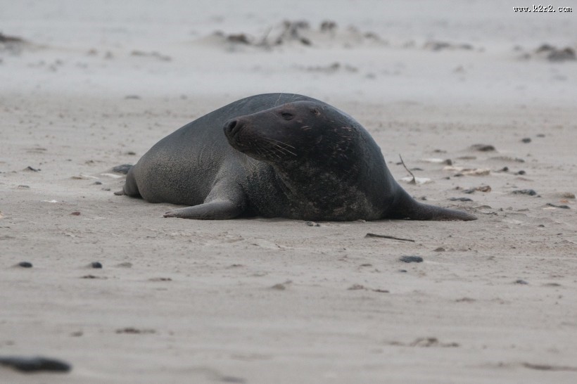一只可爱的海狮图片