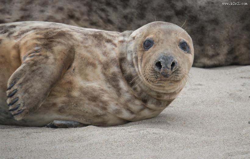 一只可爱的海狮图片