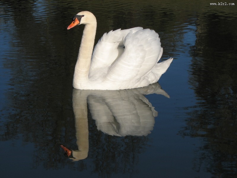 水中的白天鹅图片