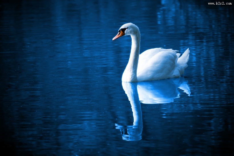 水中的白天鹅图片