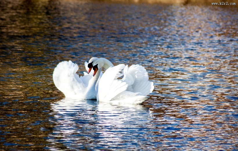 水中的白天鹅图片
