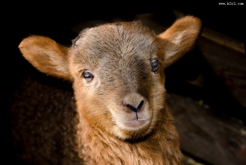毛茸茸的绵羊图片大全