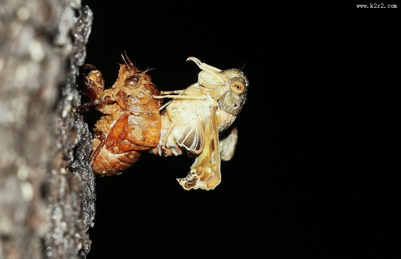 蝉脱壳图片第6张