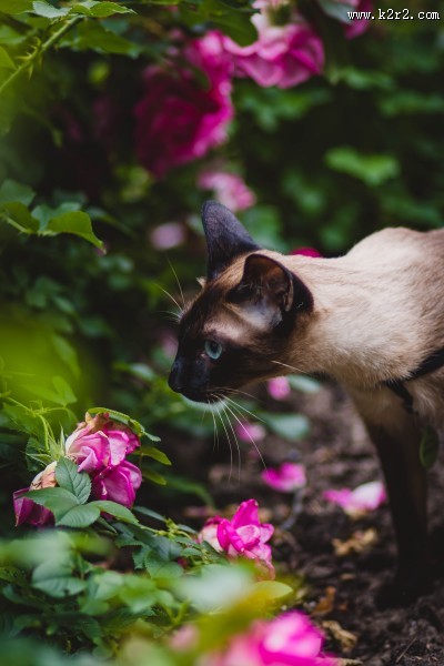 灵巧的暹罗猫图片