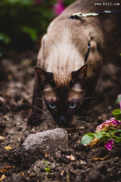 灵巧的暹罗猫图片