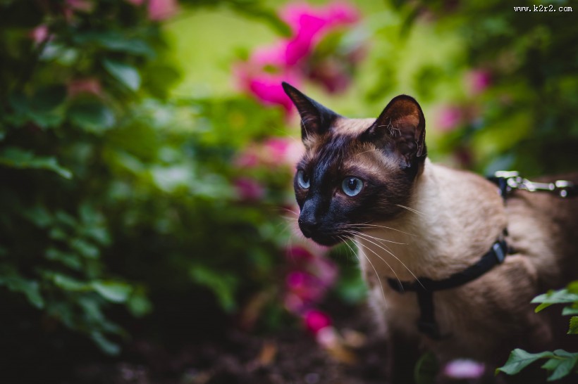 灵巧的暹罗猫图片