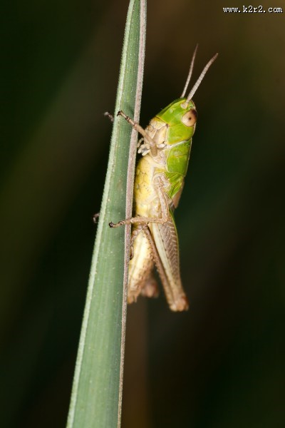 植物上的蚱蜢图片