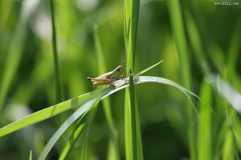 植物上的蚱蜢图片