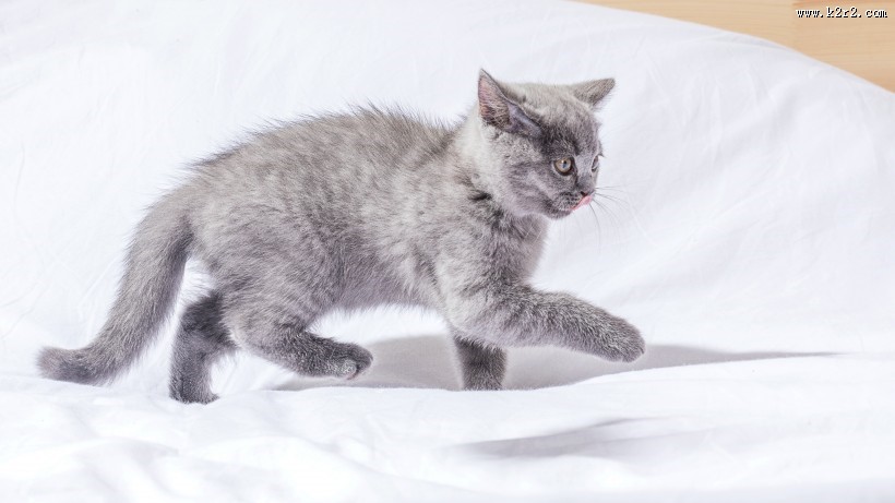 可爱灰色小猫咪图片