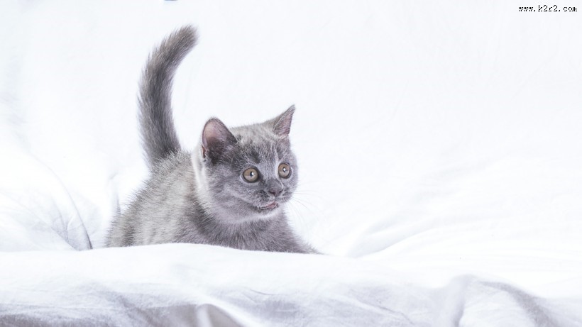 可爱灰色小猫咪图片